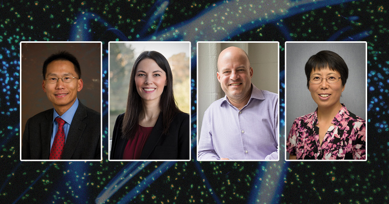 Four faculty members from the University of Delaware’s College of Engineering were recently named Fellows of the American Institute for Medical and Biological Engineering. They are (left to right) Wilfred Chen, Emily Day, Darrin Pochan and Liyun Wang.