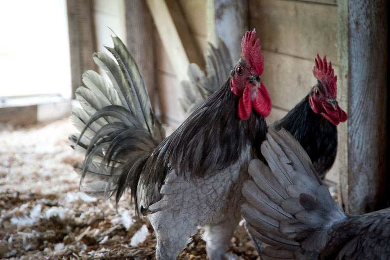 Blue Hens, 2016 photo