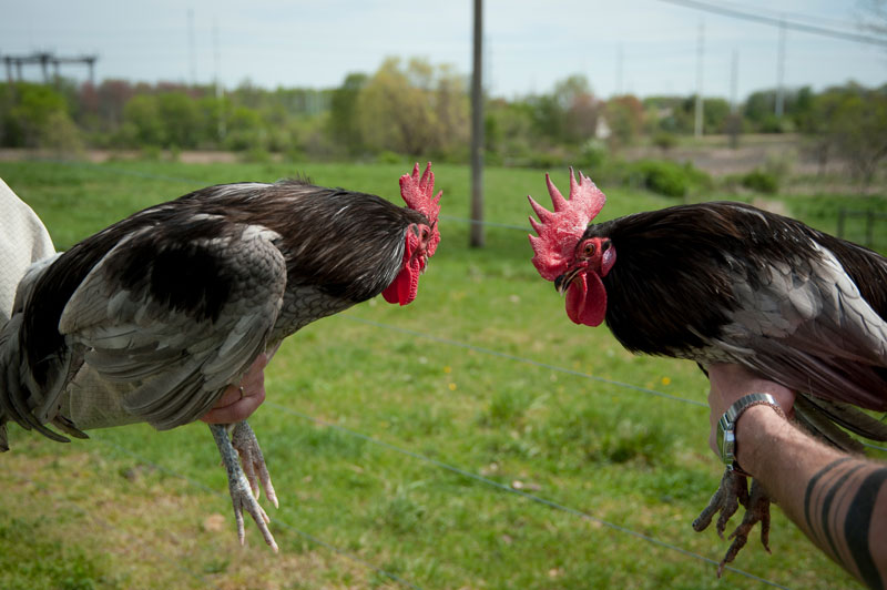 Two Blue Hens