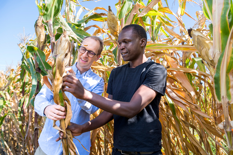 A new paper from University of Delaware researchers Kevin Ong’are Oluoch (right), a doctoral student in the College of Earth, Ocean and Environment, and assistant professor Kyle Davis (left) used statistical approaches to examine rainfed corn in Kenya, an country with widespread corn cultivation and consumption and where the crop is central to individual’s livelihoods and national food security. A new paper from University of Delaware researchers Kevin Ong’are Oluoch (right), a doctoral student in the College of Earth, Ocean and Environment, and assistant professor Kyle Davis (left) used statistical approaches to examine rainfed corn in Kenya, an country with widespread corn cultivation and consumption and where the crop is central to individual’s livelihoods and national food security.