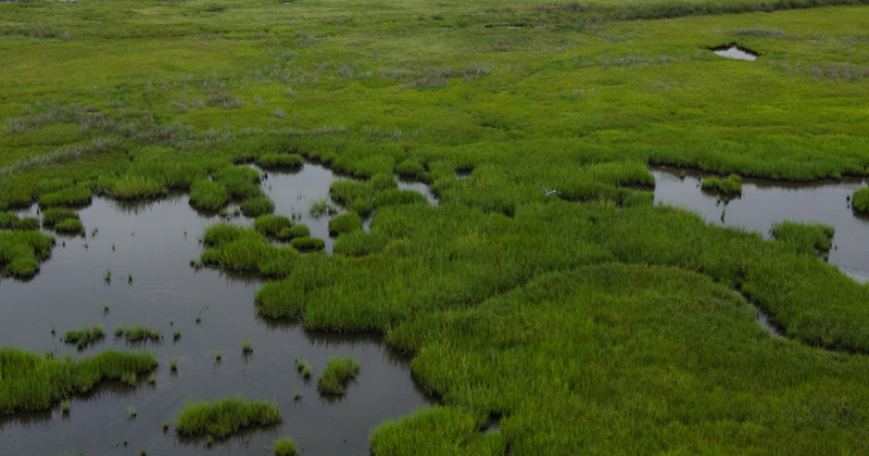 The Delaware Estuary is losing about an acre per day of tidal wetlands, a problem that could worsen as sea level rise accelerates and land development intensifies along coastlines, causing what’s known as “coastal squeeze.” The Delaware Estuary is losing about an acre per day of tidal wetlands, a problem that could worsen as sea level rise accelerates and land development intensifies along coastlines, causing what’s known as “coastal squeeze.”