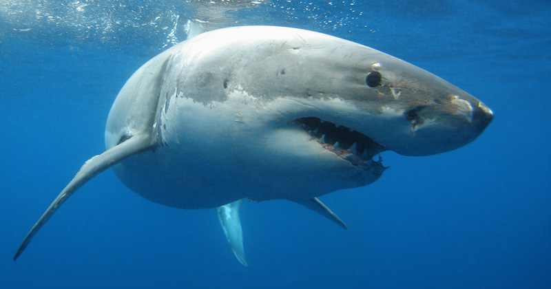Delaware Sea Grant will host David Shiffman, an award-winning public speaker and science educator, for a presentation on “Why Sharks Matter” at 7 p.m., Tuesday, Nov. 15 in Cannon Lab at the University of Delaware’s Hugh R. Sharp Campus in Lewes. Delaware Sea Grant will host David Shiffman, an award-winning public speaker and science educator, for a presentation on “Why Sharks Matter” at 7 p.m., Tuesday, Nov. 15 in Cannon Lab at the University of Delaware’s Hugh R. Sharp Campus in Lewes.