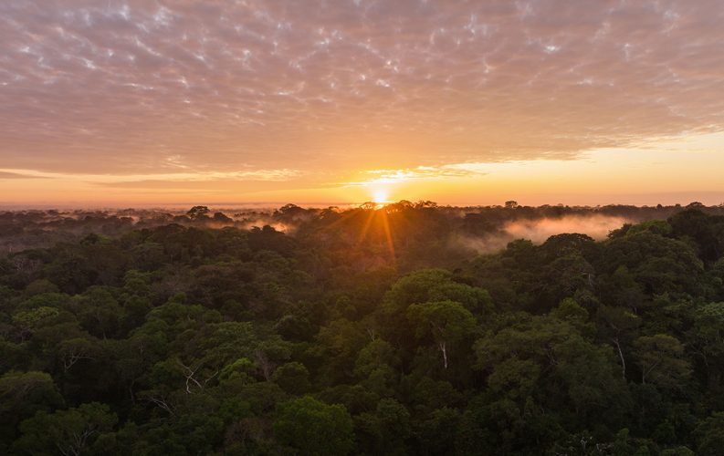 UD Prof. Jon Cox refers to the Amazon as “the lungs of our planet” and says we’re at a tipping point in the Amazon, with about 20% of the rainforest already lost due to deforestation. UD Prof. Jon Cox refers to the Amazon as “the lungs of our planet” and says we’re at a tipping point in the Amazon, with about 20% of the rainforest already lost due to deforestation.