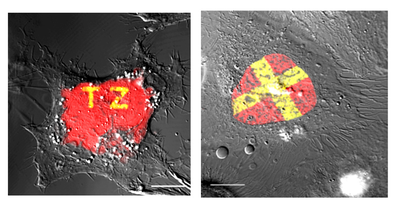 Bioorthogonal chemistry developed in the lab of University of Delaware chemist Joseph Fox can be used to label and pattern living cells. These images show labels created within the nucleus of a cell using Fox’s tetrazine ligation reaction. The reaction was cited by the Nobel Committee as a key contribution to the 2022 Nobel Prizes in Chemistry. Bioorthogonal chemistry developed in the lab of University of Delaware chemist Joseph Fox can be used to label and pattern living cells. These images show labels created within the nucleus of a cell using Fox’s tetrazine ligation reaction. The reaction was cited by the Nobel Committee as a key contribution to the 2022 Nobel Prizes in Chemistry.
