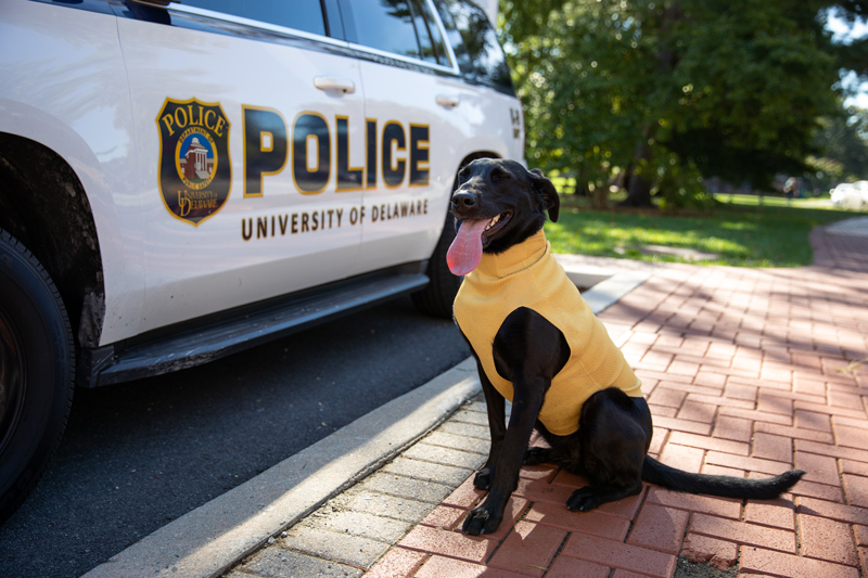 UD Police K9 Jetta, a bomb-sniffing dog, helps keep campus safe. Now, she’s safer on the job with her new Kevlar sweater, that’s both shrapnel- and stab-proof, invented in the Health Innovation Lab.