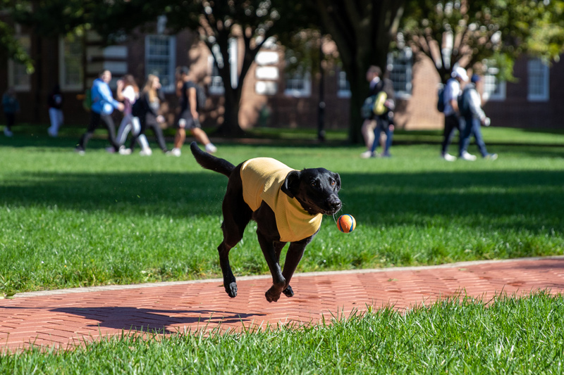 UD Police K9 Jetta is a highly-trained dog, but for many dogs, training or not, fetching a ball on a sunny day is a splendid activity.