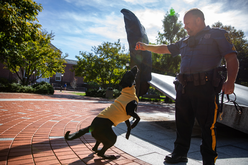 UD Police K9 Jetta and her handler Cpl. John Saville train at UD’s Mentor’s Circle as Jetta dons her new Kevlar sweater, a patented invention, made in the Health Innovation Lab.