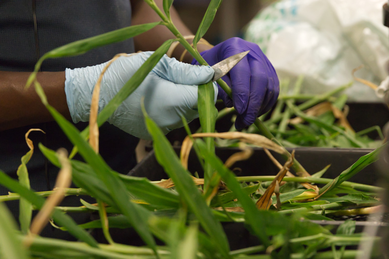 Graduate student Shem Elias analyzes ginger cultivation to improve sustainable production efforts worldwide. Graduate student Shem Elias analyzes ginger cultivation to improve sustainable production efforts worldwide.