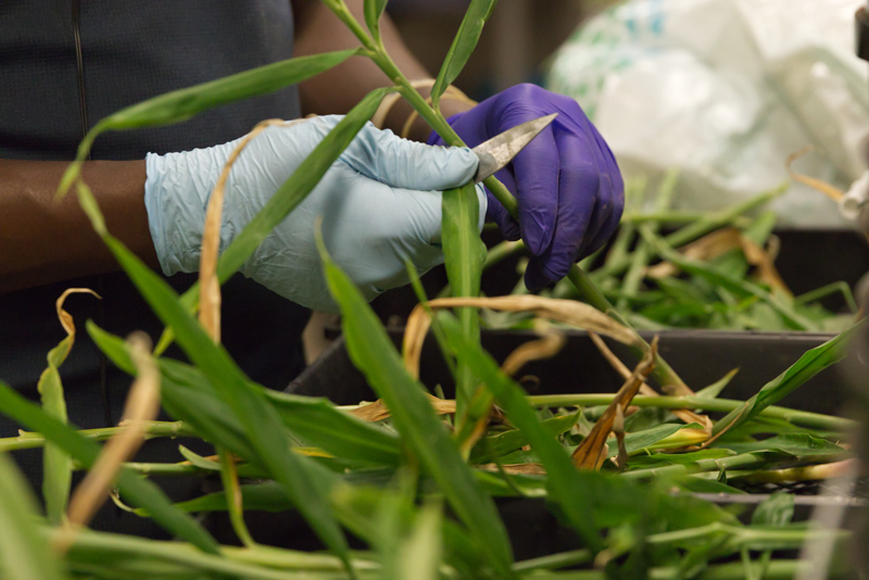 Graduate student Shem Elias analyzes ginger cultivation to improve sustainable production efforts worldwide.