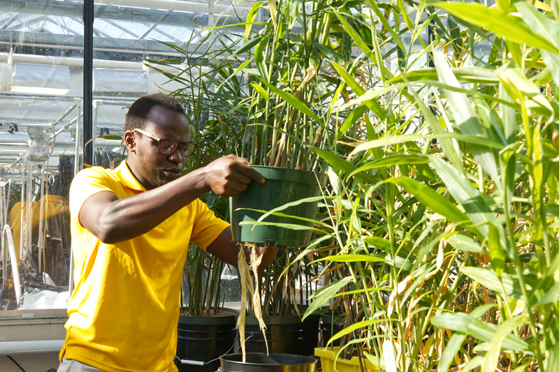 Graduate student Shem Elias compares soil types and water levels to determine the best growth conditions for his crops.