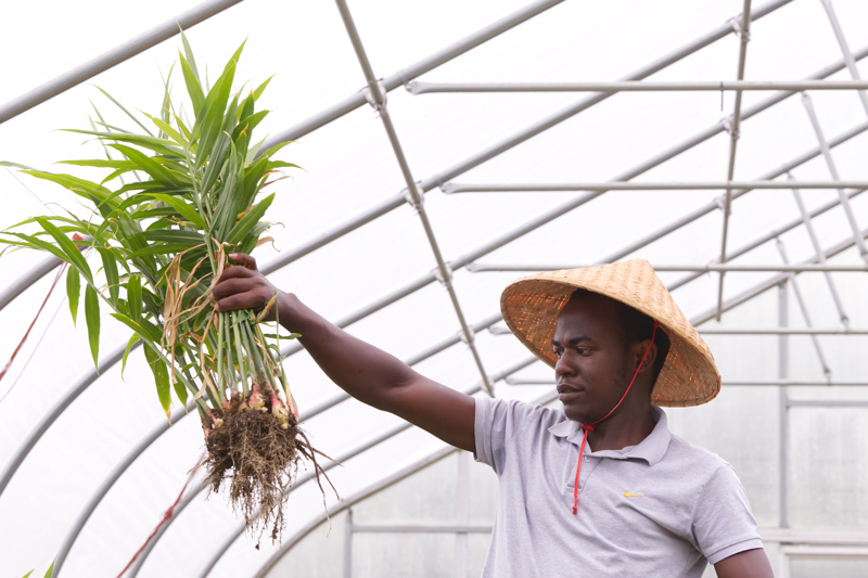 Graduate student Shem Elias studies ginger because of its popularity and health benefits. His home country of Tanzania struggles to contribute to the global production of ginger.