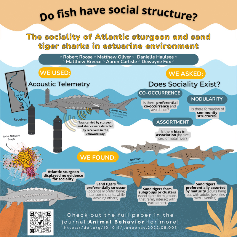 The sociality of Atlantic sturgeon and sand tiger sharks in estuarine environment (Instagram Post (Square))
