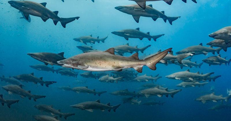 A new study by the University of Delaware shows that sand tiger sharks in the Delaware Bay also tend to travel in cliques whereas Atlantic sturgeon do not. This photo was taken by Tanya Houppermans of Blue Imaging and Exploration and shows sand tiger sharks in North Carolina. 