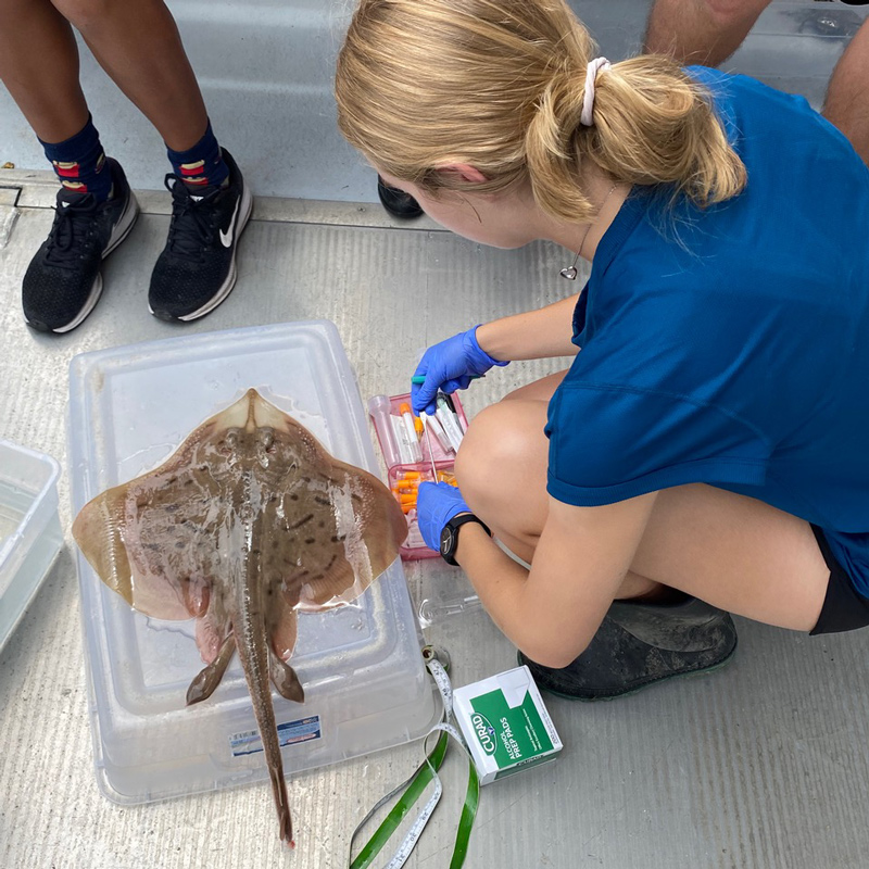 To study what the skates are eating in the Delaware Bay and during their migration from the Gulf of Mexico, UD student Caroline Bowers took mucus and muscle samples from the skates, as well as blood samples from a subset. These samples will help her determine their diets once analyzed in the lab. It is important to know what the skates are feeding on for conservation purposes. To study what the skates are eating in the Delaware Bay and during their migration from the Gulf of Mexico, UD student Caroline Bowers took mucus and muscle samples from the skates, as well as blood samples from a subset. These samples will help her determine their diets once analyzed in the lab. It is important to know what the skates are feeding on for conservation purposes.