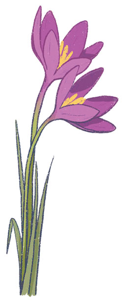 Illustration of a safron flower