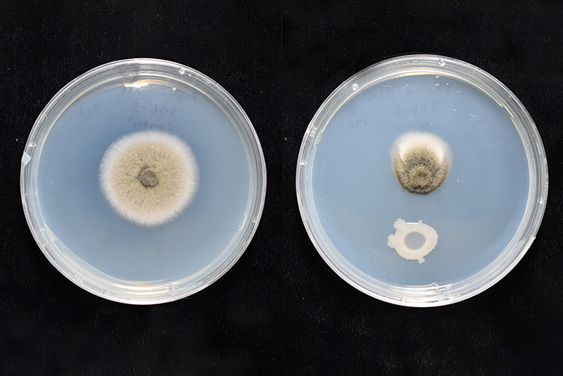 In the lab, UD researchers Harsh Bais and Amanda Rosier showed that when UD1022 is introduced to the alfalfa pathogen that causes spring black stem (left), UD1022 acts as an antifungal and inhibits the pathogen’s ability to grow (right).