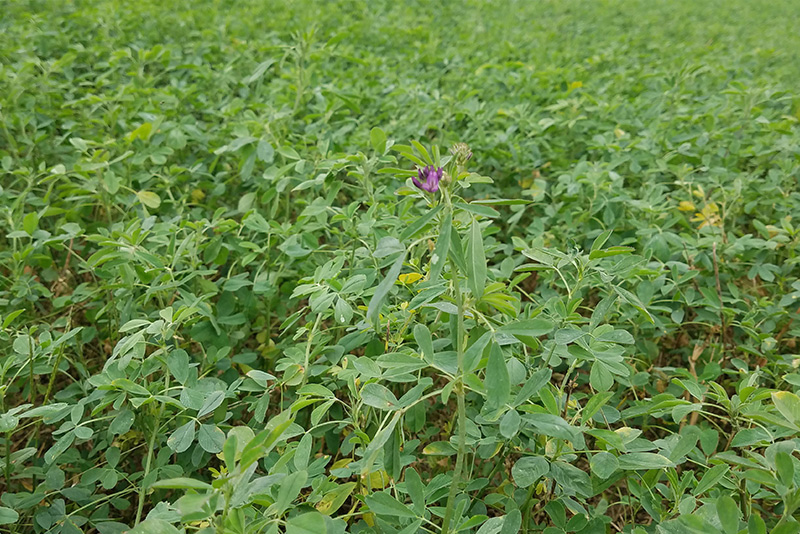 Alfalfa is an agricultural crop that serves as an important food source for dairy cattle. 
