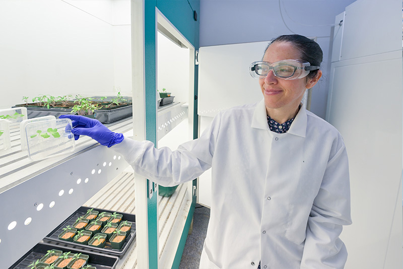 UD post-doctoral researcher Amanda Rosier is lead author on two papers reporting on the behavior of UD1022, a UD-patented beneficial bacteria can help protect alfalfa from fungal pathogens. 