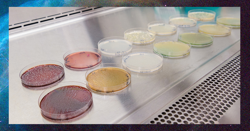 Mark Blenner’s lab specializes in bioengineering microorganisms, including yeast (pictured here) to address challenges in sustainability, human health, and national defense. 