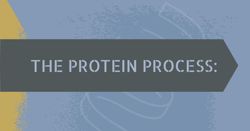 The protein process The protein process illustration