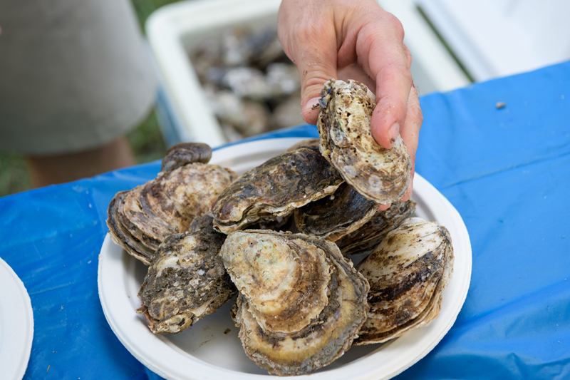 Having an in-state option for oyster seed will benefit Delaware growers, as there are regulations in place for importing seed from another state or waterway. Having an in-state option for oyster seed will benefit Delaware growers, as there are regulations in place for importing seed from another state or waterway.
