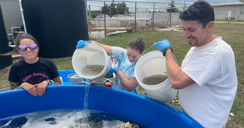 Seasonal technicians Willa Lane (center) and Chris McCarron (right) are pictured here with Alyssa Campbell dropping oyster larvae into the remote set tank. Campbell, Lane and McCarron helped rear the oysters through their sensitive larval stage in a controlled, laboratory environment where they grew out to the juvenile stage. Once the brood reached that stage, they were transferred to the remote setting tank at which point they transitioned from the hatchery’s purified, filtered water to raw water — much like they will face once they reach the outside environment. Seasonal technicians Willa Lane (center) and Chris McCarron (right) are pictured here with Alyssa Campbell dropping oyster larvae into the remote set tank. Campbell, Lane and McCarron helped rear the oysters through their sensitive larval stage in a controlled, laboratory environment where they grew out to the juvenile stage. Once the brood reached that stage, they were transferred to the remote setting tank at which point they transitioned from the hatchery’s purified, filtered water to raw water — much like they will face once they reach the outside environment.