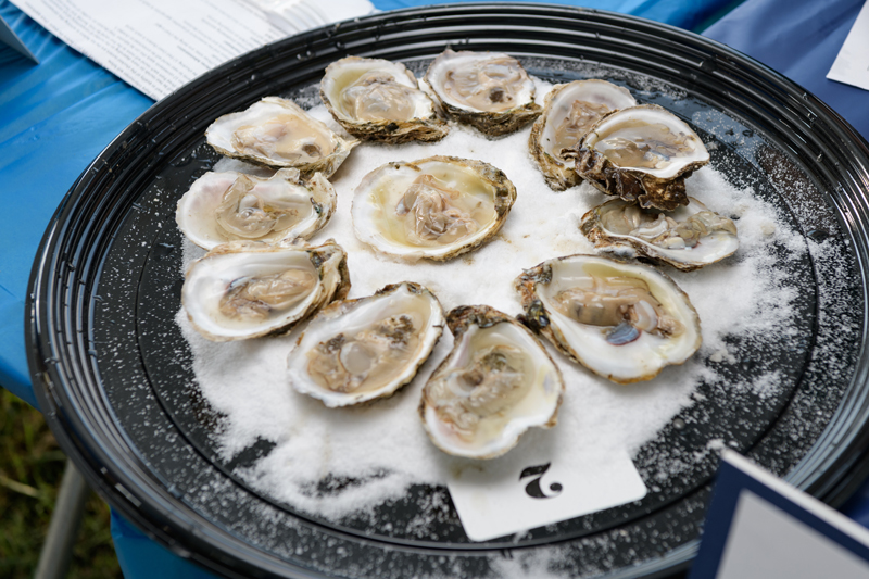“Not only are oysters locally grown, they perform a variety of ecosystem services, including by filtering the water as they eat and providing habitat for lots of commercially valuable fish species,” said recent University of Delaware graduate Willa Lane. “It's a win-win to grow oysters in Delaware, both economically and ecologically, and these larvae are a part of that.” “Not only are oysters locally grown, they perform a variety of ecosystem services, including by filtering the water as they eat and providing habitat for lots of commercially valuable fish species,” said recent University of Delaware graduate Willa Lane. “It's a win-win to grow oysters in Delaware, both economically and ecologically, and these larvae are a part of that.”
