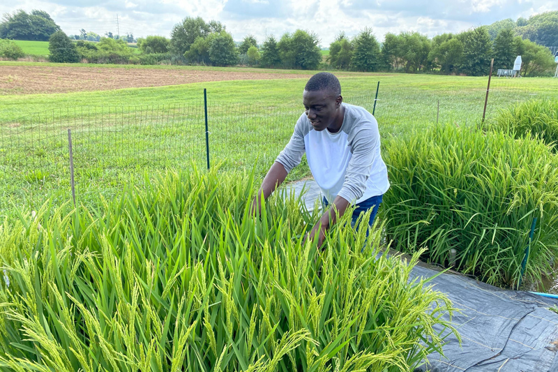 Originally from Ibadan, Oyo State, Nigeria, Samuel Oluwapamilerin Bamidele came to the University of Delaware to study plant and soil sciences. He recently earned membership into the prestigious Encompass Fellows Program. Originally from Ibadan, Oyo State, Nigeria, Samuel Oluwapamilerin Bamidele came to the University of Delaware to study plant and soil sciences. He recently earned membership into the prestigious Encompass Fellows Program.