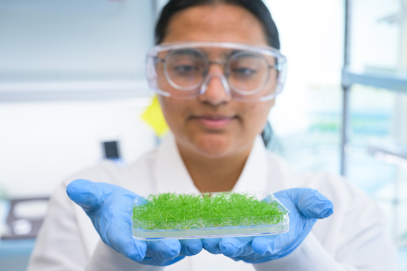 In laboratory studies, UD doctoral student Charanpreet Kaur showed that UD1022, a UD-developed beneficial microbe, acts as an antifungal against dollar spot disease in turfgrasses, providing fresh hope for biological solutions to complement existing turf-management processes already in use. 