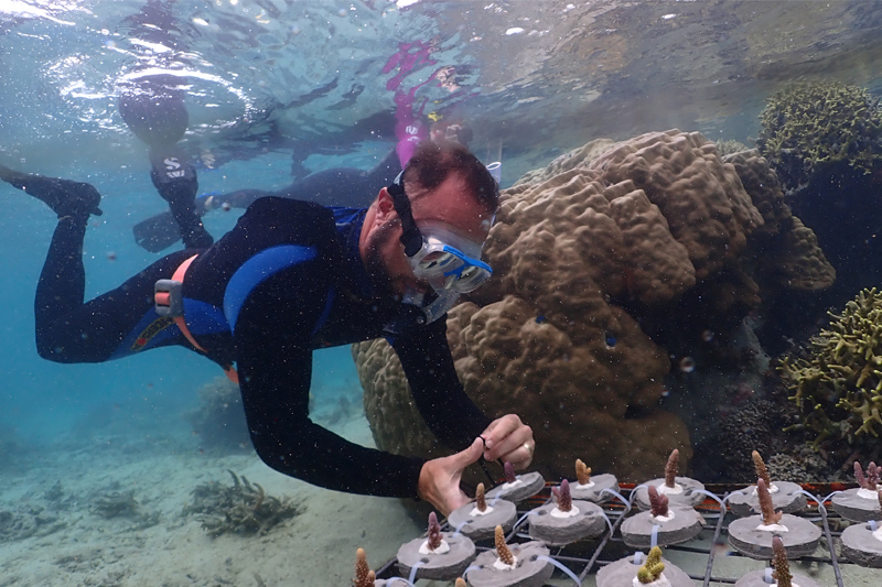 Mark Warner, pictured here placing newly transplanted coral fragments from one reef onto a platform at another local reef in Fiji, is part of an international research team looking at how different coral species respond to water temperature fluctuations. 