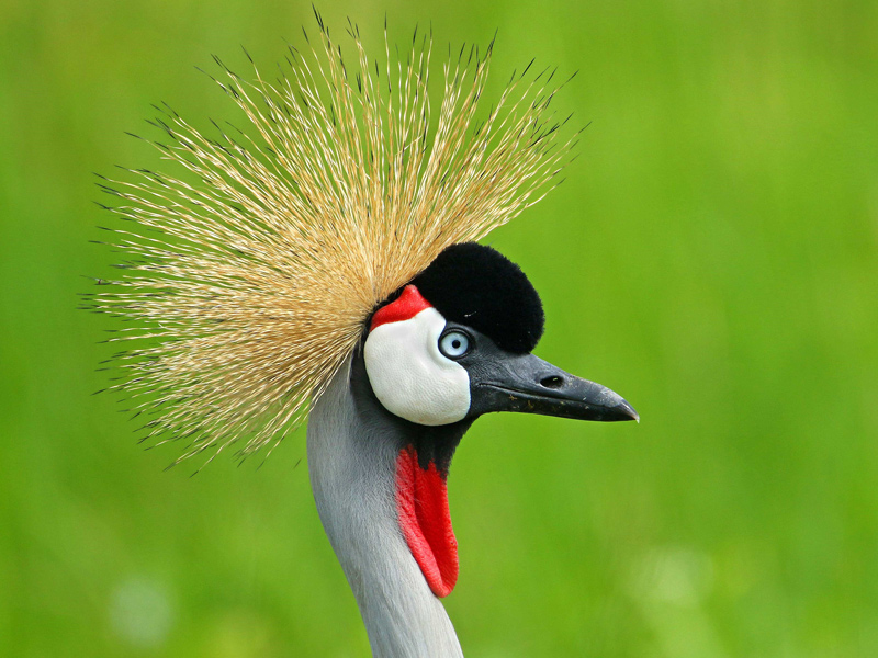 Patrick Carney photographed a grey crowned crane during a trip to Tanzania in 2020 through UD’s study abroad program.