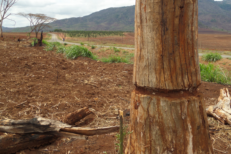 Transnational agricultural large-scale land acquisitions pose a threat to biodiversity. These photos were taken by Davis in Mozambique several years ago and show how forests have been cleared for land investments. 