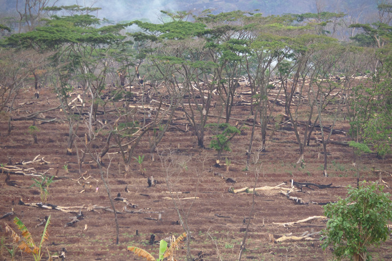 There are a few reasons why transnational agricultural large-scale land acquisitions have surged since the start of the century. The global food crisis in 2008, and a similar event in 2010, saw a sudden spike in food prices and export bans occurred across the globe. In addition, a growing interest in renewable fuels, especially those related to first generation biofuel crops such as corn, sugar cane and oil palm, gave countries an incentive to invest in projects in places where agricultural land was relatively cheap.