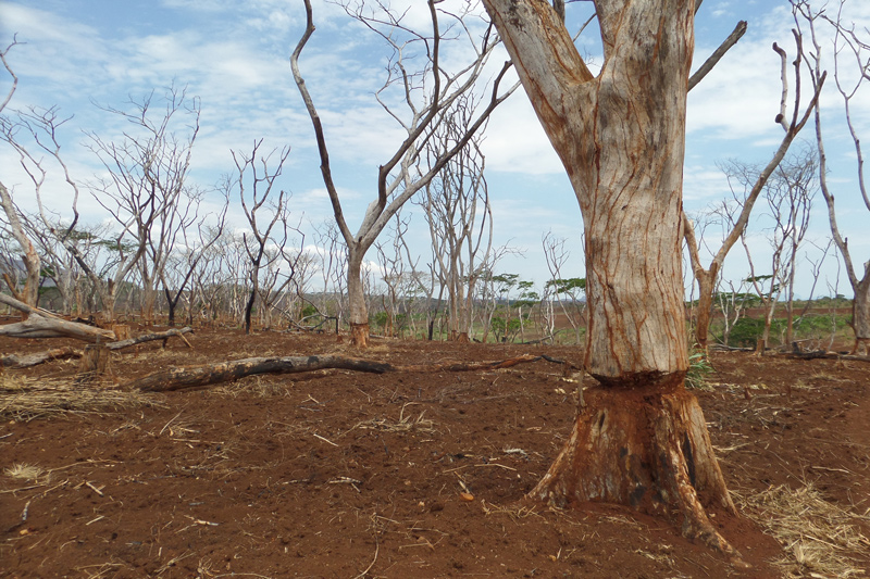 The researchers wanted to estimate what would happen to biodiversity if land cover was converted for a more intensive, commercial agricultural purpose. They found that 91% of the investments would be expected to result in a decline in species richness. With 39% of these transnational agricultural large-scale land acquisitions falling at least partially in biodiversity hotspots — placing the areas at high risk of biodiversity loss — Davis said it is important for these factors to be considered when foreign land investments are made.