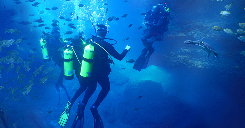 Students from the University of Delaware spent the Winter Session in Florida with Michael Birns, the diving safety officer for the College of Earth, Ocean and Environment and the scuba instructor for the School of Marine Science and Policy. They spent the month of January diving and working toward various certifications, including UD's first ever Nitrox certification which was part of the 200-level scuba class. Nitrox certification involves diving with an oxygen enriched mix for added safety in shallow and intermediate depths. The fall students who certified in Florida during Winter Session received three certifications and an additional two semester credits. 