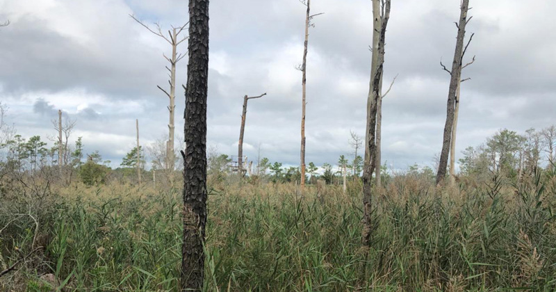 Dead trees rising from coastal wetlands, also known as ghost forests, are an unwelcome consequence of too much saltwater intruding across coastal ecosystems.