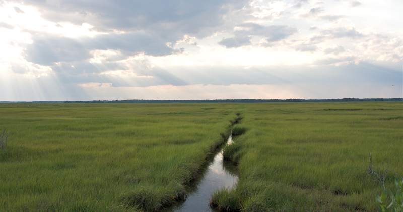 Critical coastal zones, like the marsh shown here, play an important role in balancing the ecosystems that connect land and sea. UD’s Holly Michael is leading a multi-institutional NSF-funded project to understand how these systems are changing due to saltwater intrusion.