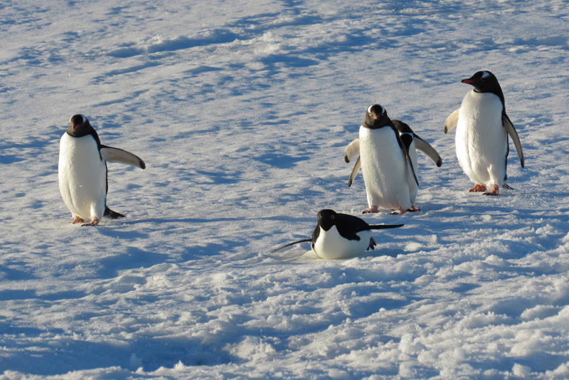 Penguins are curious and comical. They are also fast swimmers. Gentoo penguins can swim around 22 miles per hour, faster than some research boats. Adélie penguins swim a little slower, about 10-12 miles per hour. Penguins are curious and comical. They are also fast swimmers. Gentoo penguins can swim around 22 miles per hour, faster than some research boats. Adélie penguins swim a little slower, about 10-12 miles per hour.