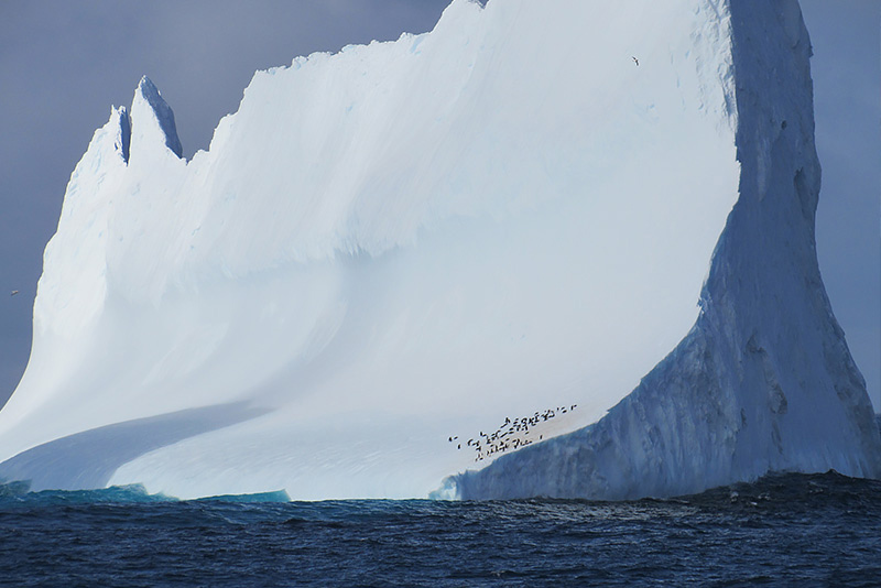 Icebergs are pieces of glaciers that break off or calve. Here, Chinstrap penguins hitch a ride, using an iceberg as a resting point.