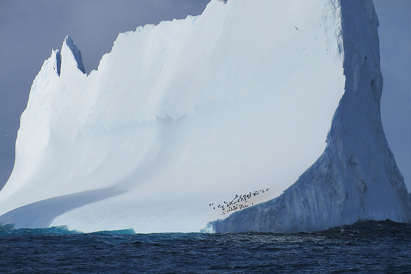 Icebergs are pieces of glaciers that break off or calve. Here, Chinstrap penguins hitch a ride, using an iceberg as a resting point. Icebergs are pieces of glaciers that break off or calve. Here, Chinstrap penguins hitch a ride, using an iceberg as a resting point.