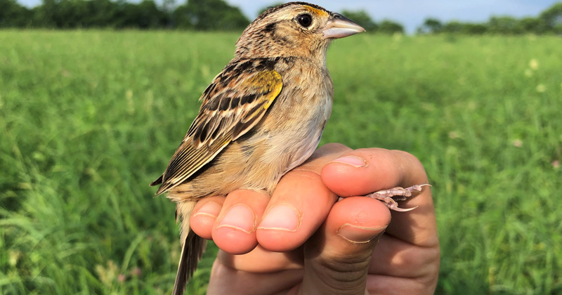 Leah Rudge observed several species of grassland birds while working at Harpers Ferry, including the grasshopper sparrow. 
