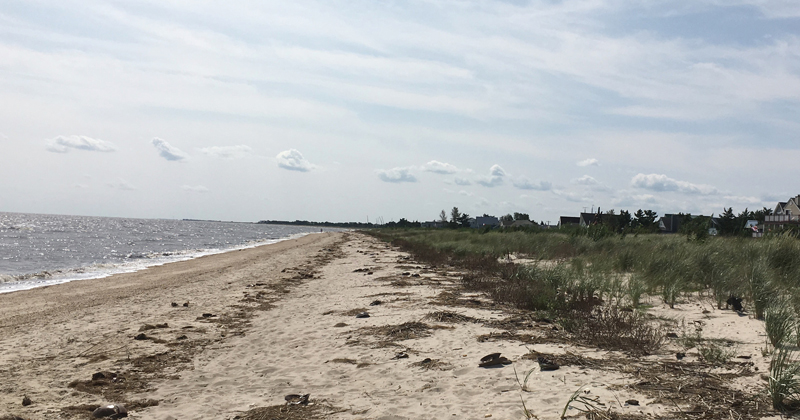 Slaughter Beach is home to an abundance of wildlife. Slaughter Beach