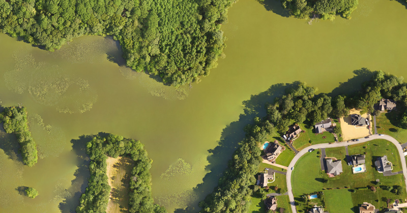 Harmful algal blooms, such as the one pictured here in a Delaware waterway, can produce toxins that accumulate in the food web, causing closures of fisheries and illness or mortality to marine species and humans. They also deplete oxygen in bottom waters which can cause fish and invertebrates to die off in large numbers, leading to serious consequences for coastal communities. 