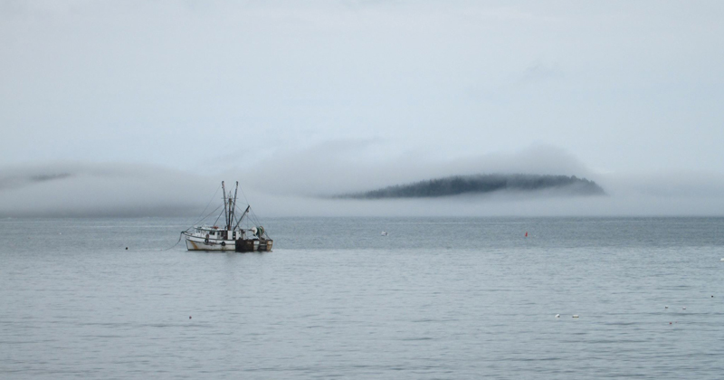 A new study led by the University of Delaware’s Kimberly Oremus found that while the Magnuson-Stevens Act — which was modernized in 1996 to foster the long-term biological and economic sustainability of marine fisheries — is sometimes blamed for being too stringent, leading to what some politicians call ‘underfishing,’ the Act is not constraining most fisheries, and there are various other reasons that lead to certain fish species being less fished. 