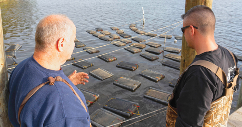 Delaware Sea Grant fisheries, aquaculture and seafood specialist Ed Hale advises a local oyster farmer tending to a cage-based aquaculture set-up in the Indian River Bay where 300 acres are available for the cage culture of Eastern Oyster (Crassostrea virginica), a food historically important to both the economy and culture of Delaware.