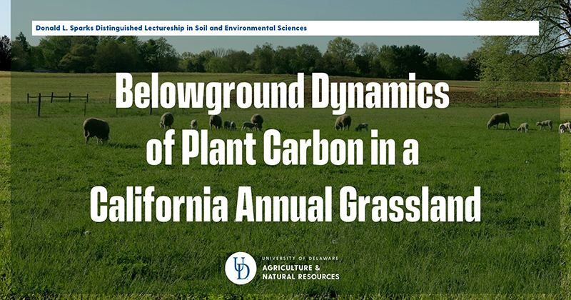 Sheep grazing in field behind overlaid text Belowground dynamics of recently fixed plant carbon in a California annual grassland 
