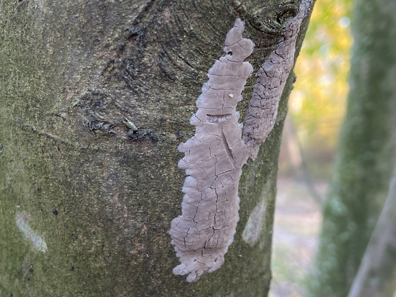 Spotted lanternfly egg cases look like a smudge of brownish-gray dirt, several inches in length and an inch or two wide. Just underneath the top layer sit several rows of eggs. Removing a single egg case destroys one dozen or more potential lantern flies, helping to reduce the population.