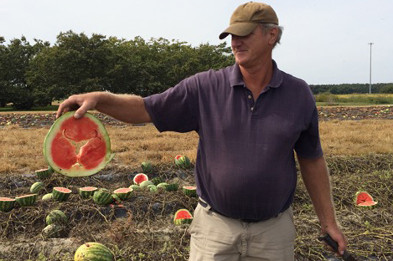 Gordon Johnson holds up a watermelon affected by a hollow heart defect.