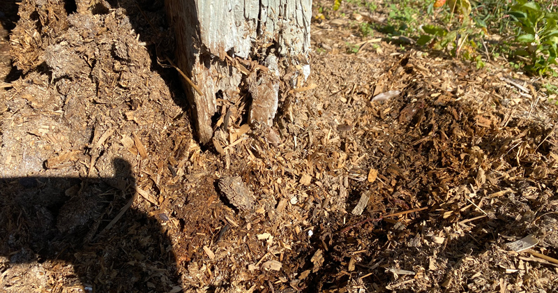 UD researchers capture damage done by darkling beetles to a manure pile post.