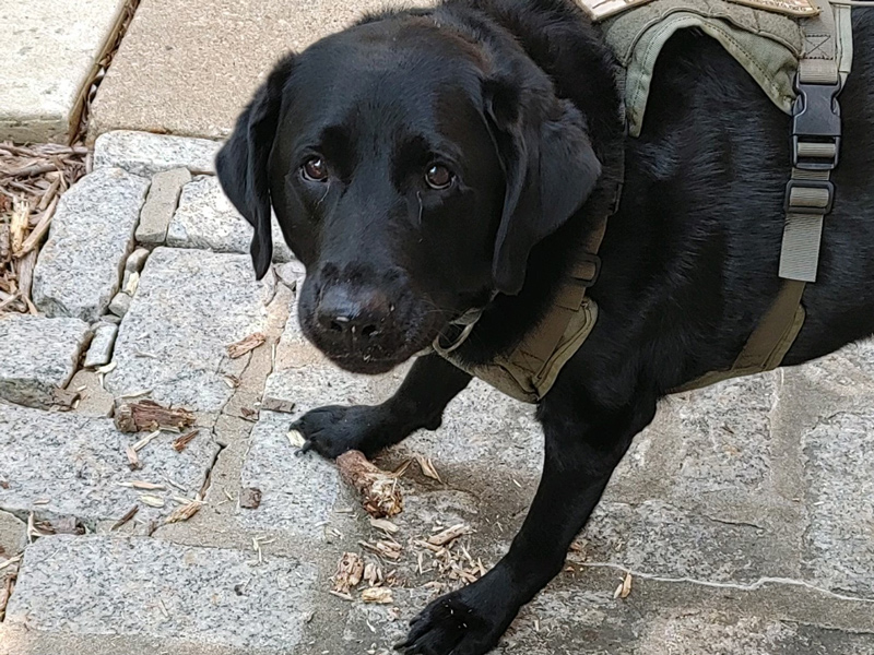Student support comes in many forms and four-legged Vinny has helped medical diagnostics senior Shawn Horrocks complete his degree after a serving in the Marine Corps.